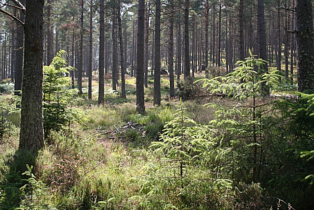Spruce_Saplings_-_geograph.org.uk_-_205078